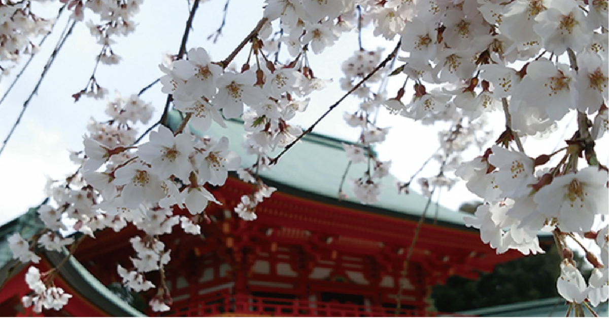 湖西の桜